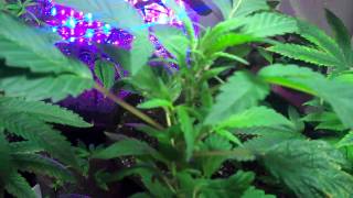 Marijuana Veg cycle update Leaf damage and stress issues