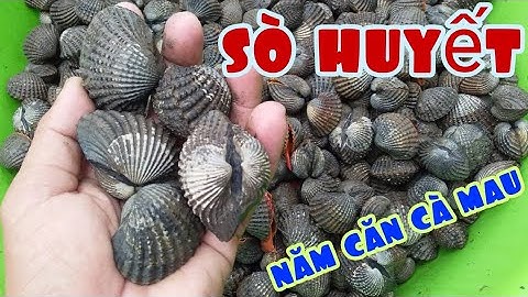 Sò huyết Năm Căn Cà Mau | vựa sò nhân phúc