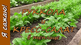 РУККОЛА и КРЕСС-САЛАТ в теплице. Я сажаю.