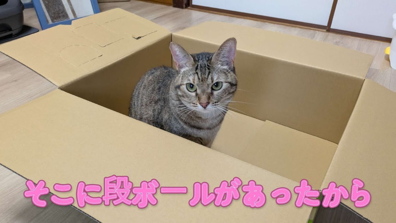 箱入り娘（猫）と漢気あふれる優しい猫#cat#ねこ