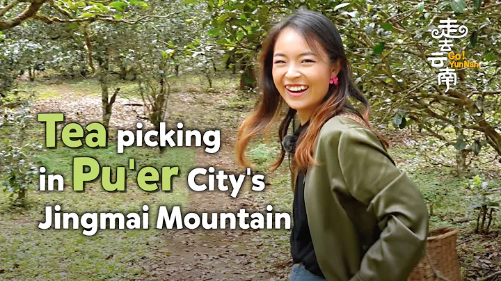 Go! Yunnan: Tea picking in Pu'er City's Jingmai Mountain - DayDayNews