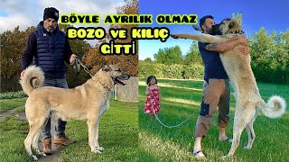 EN İYİ İKİ KÖPEĞİMİN İKİSİNDEN DE SOYLARINI DEVAM ETTİRMEK İÇİN AYRILMAK ZORUNDA KALDIM