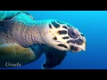 Fearless hawksbill turtle investigates and chases divers, Saba, Caribbean