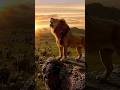 The King Roar 🦁Lion Ruling the Wild at Sunrise #nature #shorts #wildanimals