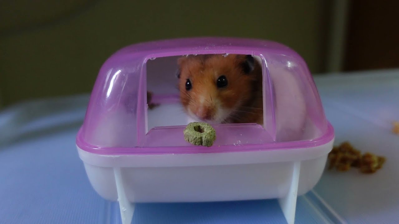 Kl哪里有卖仓鼠 Hamster Luk Luk 告诉你kl哪里有卖仓鼠 Kl哪里有卖仓鼠最好 Kl哪里有卖仓鼠的专卖店 Kl哪里有卖仓鼠呢