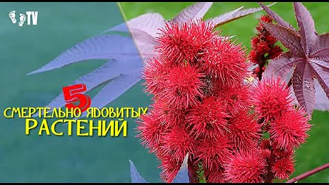 5 СМЕРТЕЛЬНО ЯДОВИТЫХ РАСТЕНИЙ