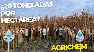 Cosecha de la parcela Agrichem. Veamos el rendimiento final.