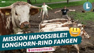 Longhorn-Cowboys in Ostwestfalen_ARD Hofgeschichten | WDR Lokalzeit Land.Schafft.