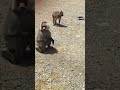 قرود علي طريق مكه المكرمه