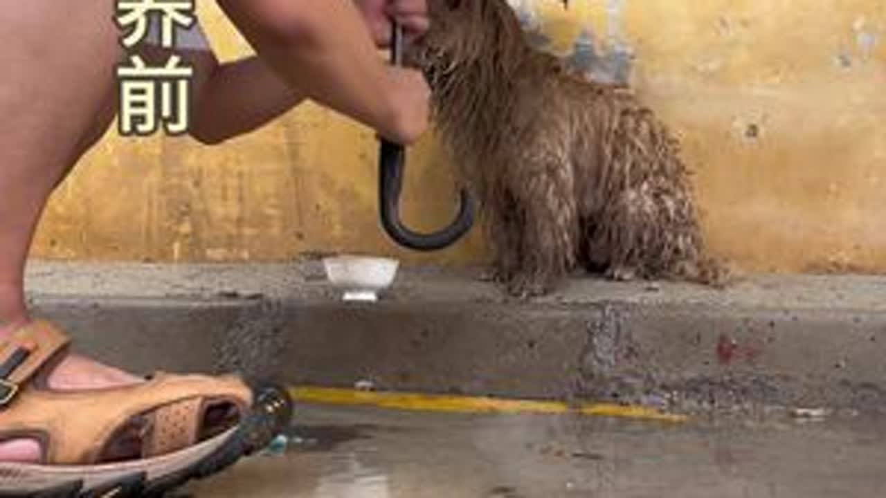 流浪狗逆袭记，捡到两只流浪版刘亦菲，坐等Tony老师逆天改命