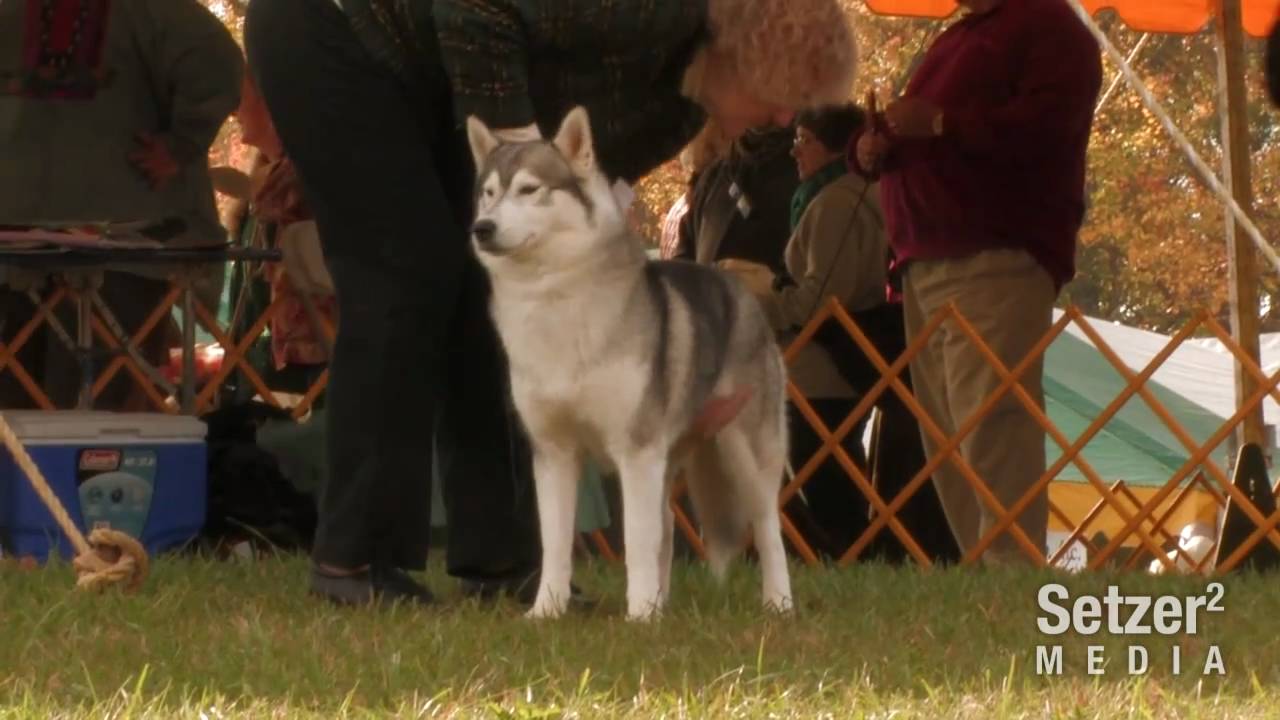 2010 Middleburg Dog Show (Siberian Husky Conformation) YouTube