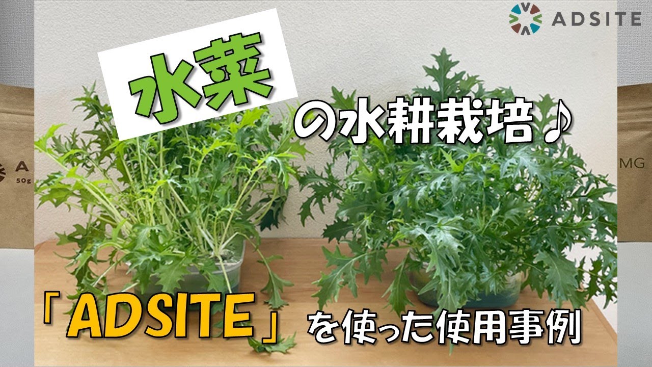 水菜の水耕栽培♪ 「ADSITE」を使った使用事例