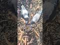 From above… two wild hearts pause, trust, and share a quiet bite 🖤🤍  #australianbirds  #asmr #birds