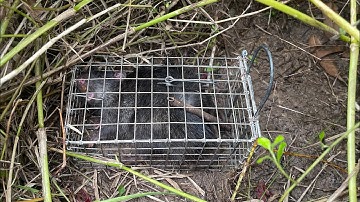 Thăm bẩy chuột cống nhum đổi bài mòi theo hướng dẫn của a chị chia sẽ thành quả cũng không tệ lắm