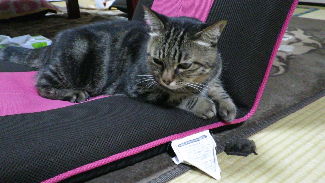 猫が捕獲したコウモリです Youtube