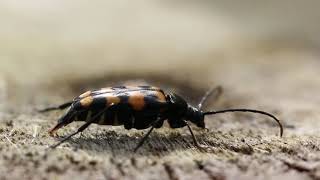 Yorkshire Beetle