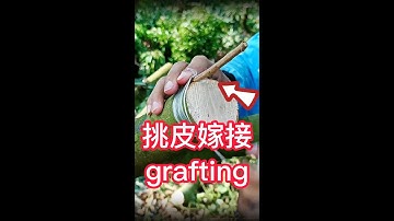 荔枝嫁接的操作過程介紹，教你如何嫁接果樹？一起學習學習吧    Introduction to the operation process of lychee grafting, teach you
