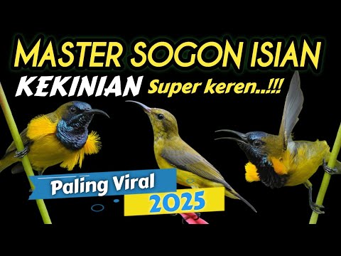 MASTERAN SOGON MATERI PLECI SAMBUNG KENARI DENGAN IRAMA SANGAT TAJAM #sogongacor #subscribe  #sogon