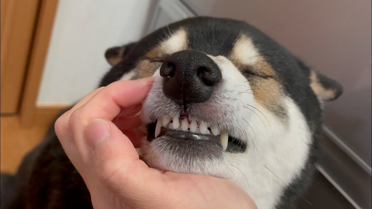 maxresdefault.jpg