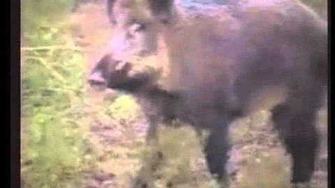 DNR orders feral swine killed