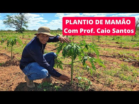 plantio de mamão