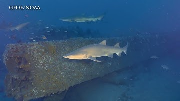 Valor in the Atlantic | USS Monitor (Part I)