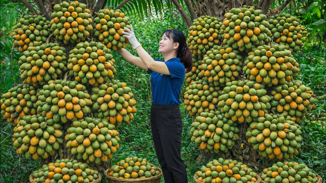 Harvesting Tropical Sweet Areca Nut & Handmade Dried Areca Nut Candy | Traditional Village Recipe
