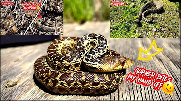 HUNGRY RATTLESNAKE/ GRUMPY GOPHER SNAKE AND MORE!