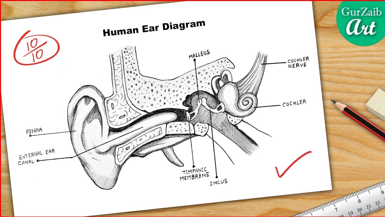 With the help of a labelled diagram , explain the working of the human ear .