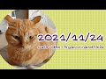 Mi Wooliesの羊毛ダスターに興奮するうちの猫 2021/11/24