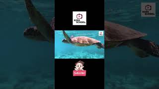 Turtle - Peaceful Dweller of Land and Water | For Kids | Wildlife Adventure | Finding Nemo