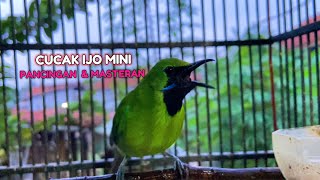 Pancingan Cucak Ijo Mini Macet Bunyi Agar Cepat Gacor