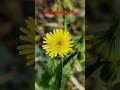 Shoot On Realme P3 Ultra #nature #naturelovers #realmep3ultra #realme