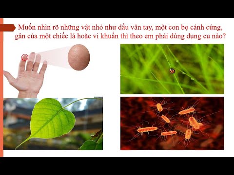 KHTN 6 - Bài 3 (Tiết 4): Sử dụng kính lúp và kính hiển vi quang học