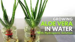 wie oft aloe vera auf die haut Bio Aloe Vera Gel | Reines Aloe Vera gel