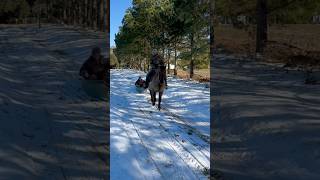 When southerners get snow #sledding #horses #animallover #snowboarding #kayaking #equestrian