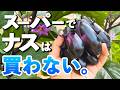 水耕栽培でナスを1鉢育てたら驚くほどたくさん収穫できた