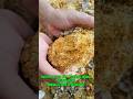 Traditional gold mining turns laterite soil into $1 million worth of gold.#goldmining #goldrush