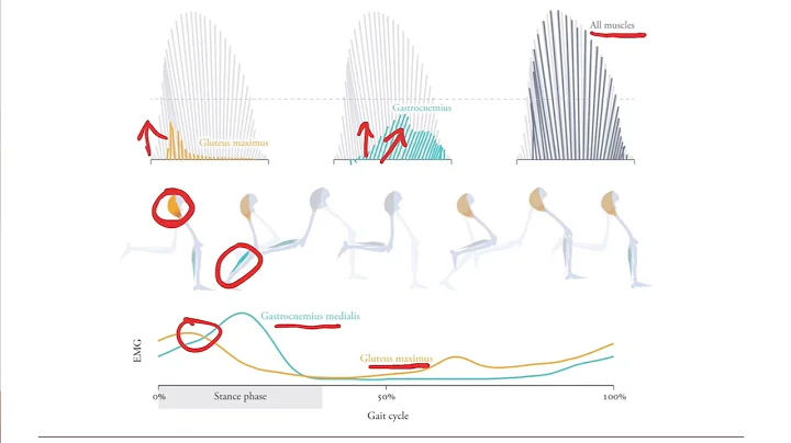 Biomechanics of Movement | Lecture 12.2: Creating Muscle-Driven Simulations of Running
