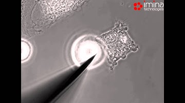 Imina Technologies: Interaction with a single cell