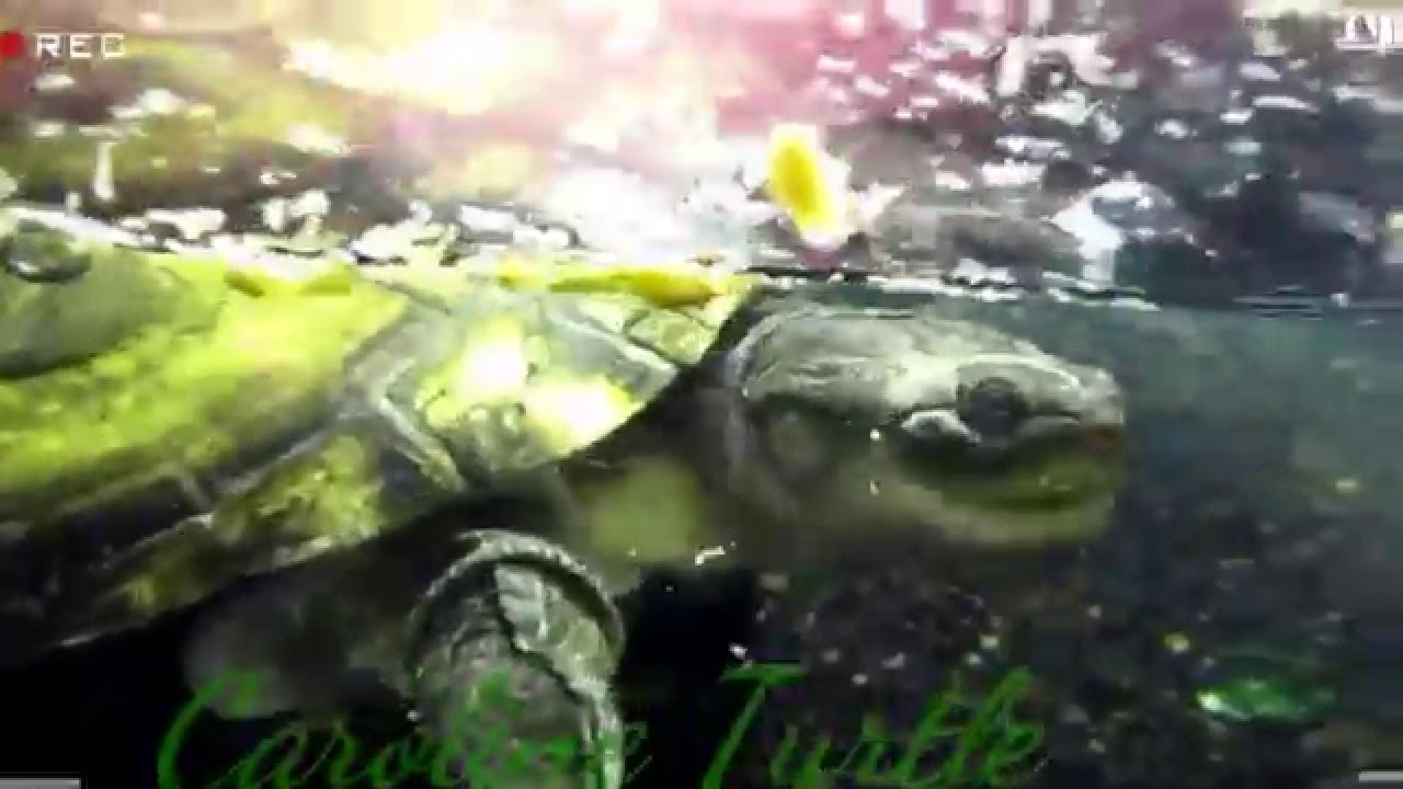 Intro Caroline Turtle