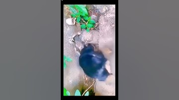 Con chuột nhây nhất hành tinh #short #shorts #tiktok #xuhuong