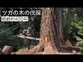 【神社のツガの木の伐採】リギング