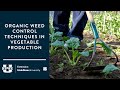 Organic Weed Control Techniques in Vegetable Production
