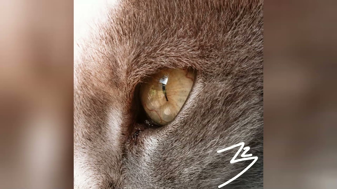 32, Quetzer - Minerva