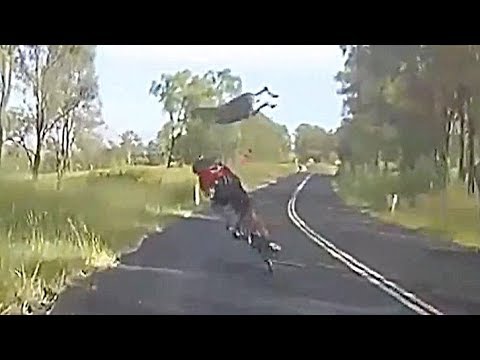 Kangaroo crashes into cyclist in Queensland