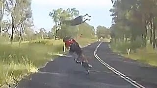 Kangaroo crashes into cyclist in Queensland Kangaroo crashes into cyclist in Queensland