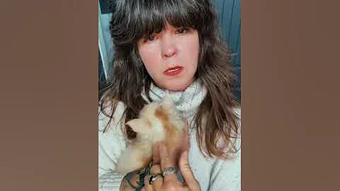 Video 6630751: ginger maine coon kitten, maine coon litter