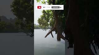 The Isle Evrima’s Mangroves Are INSANE