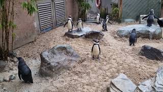 Penguins playing musical statues at Colchester Zoo?